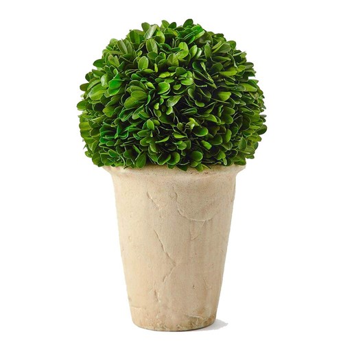 Real preserved boxwood - real,