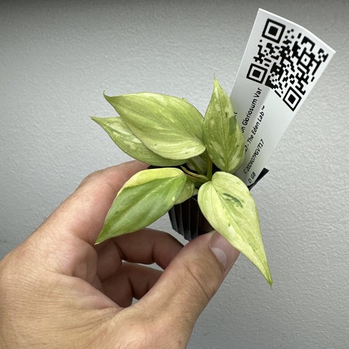 Philodendron gloriosum - philodendron,