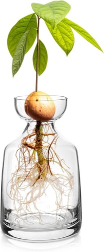 Glass avocado tree flower - glass,