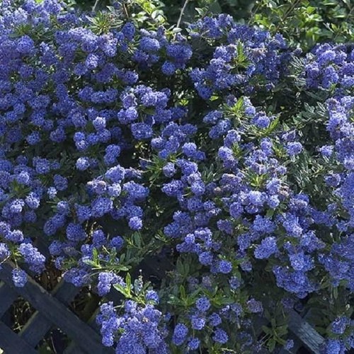 Ceanothus repens californian - repens, (californian