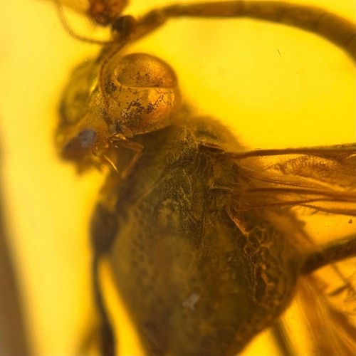 Big wasp inclusion - wasp,