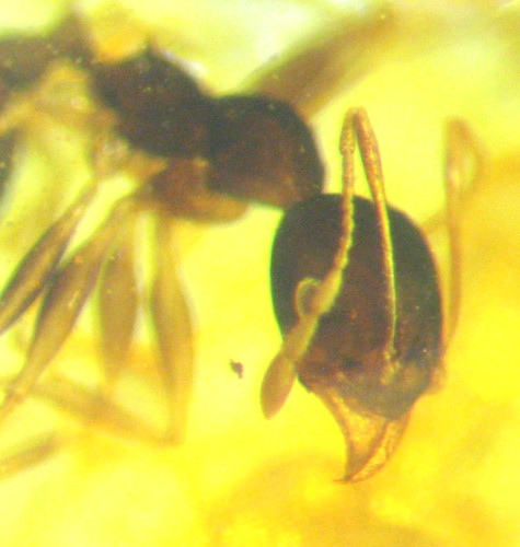 Pliocene amber kenya africa - pliocene,