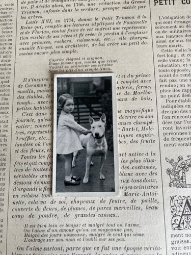 The bull terrier vintage - bull,