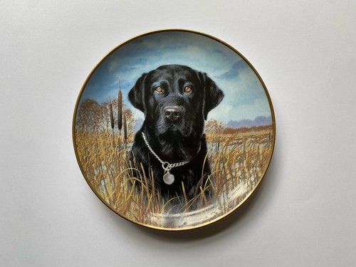 Labrador dogs collectors - labrador,