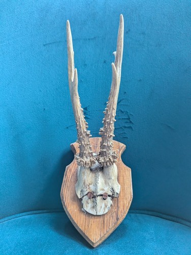 Vintage roe deer - deer, antlers