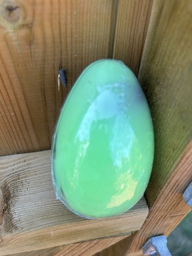 Alien invasion birth egg - invasion,
