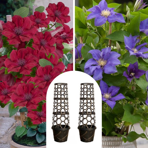 Patio clematis collection - patio,