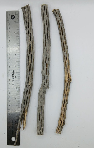 Cholla cactus wood - cholla,