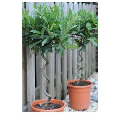 Spiral Stem Bay Tree - 2x 25cm Pots - Hardy Evergreen Decorative Tree