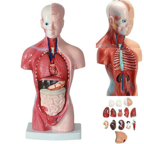 Human body model - model,