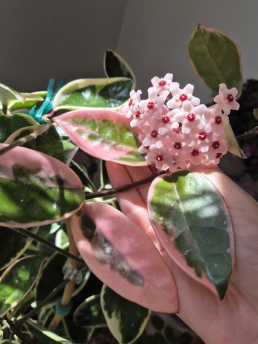 Hoya carnosa krimson queen - hoya,