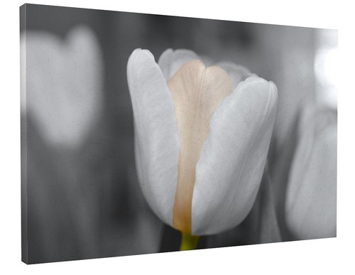 Spring tulip white flower - spring,