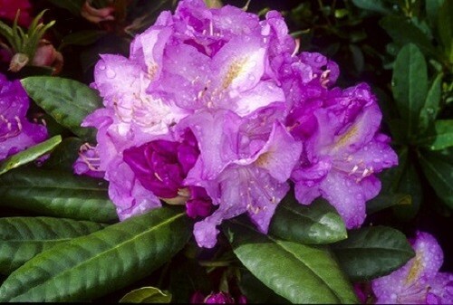 Minnetonka rhododendron plant - minnetonka,