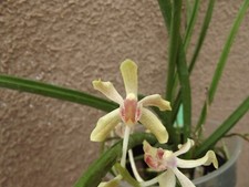 Paraphal. laycockii x Vanda limbata orchid plant  FS not in bloom