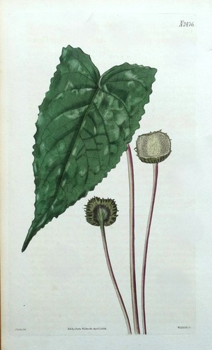 Antique botanical print - botanical,