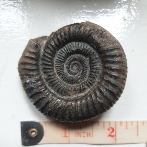 Dactylioceras ammonite fossil - dactylioceras,
