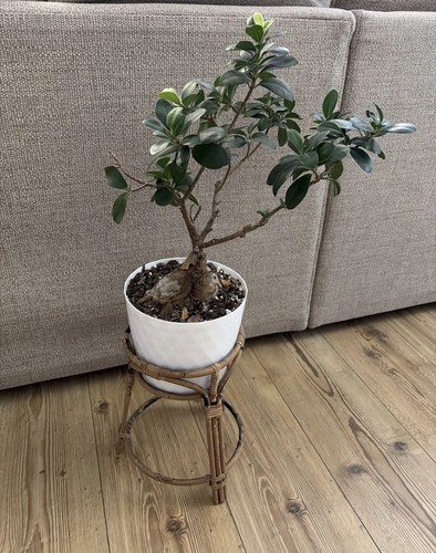 Vintage rattan plant - rattan,