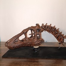Baby Tyrannosaurus rex Skull