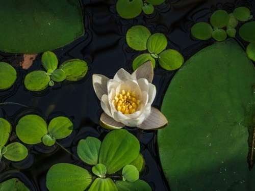 Nymphaea pygmaea alba - nymphaea, 'pygmaea