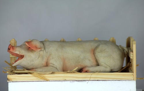 25cm pig free sty - pig, in