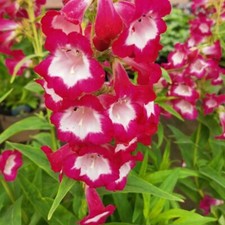 Penstemon pensham trio - trio',