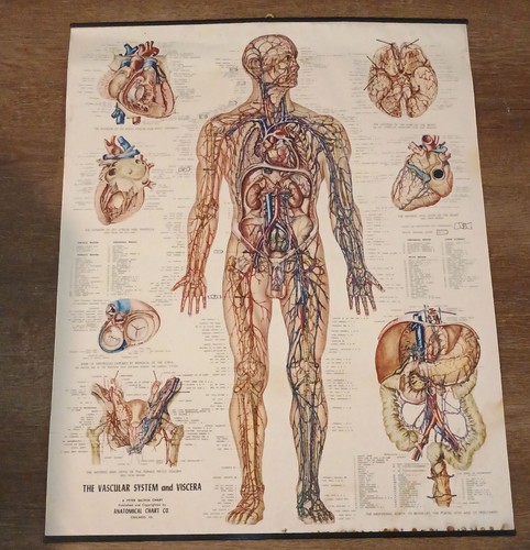 Medical poster anatomical - poster,