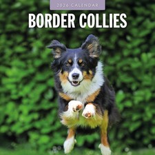 Border Collies 2026 Square Wall Calendar