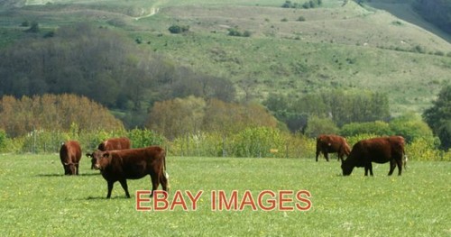Photo 2010 cattle cradle - ,
