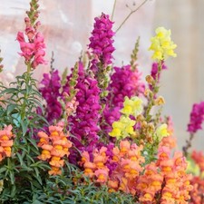 Antirrhinum mini plug plants
