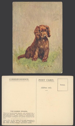 Sussex spaniel dog puppy - sussex,