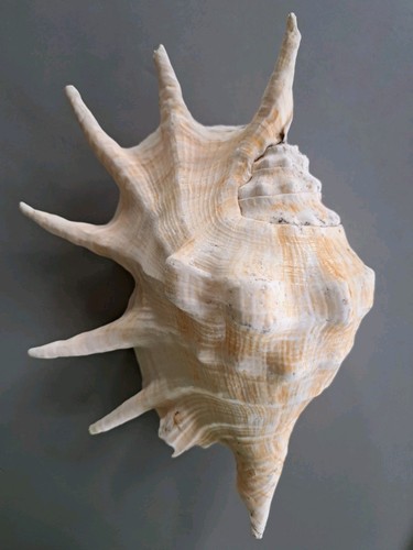19cm large spider conch - x,