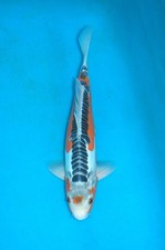 14.5" Tancho Shusui Koi Carp