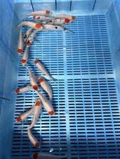 Lot Of 5 Qty 5.5”-6.5”