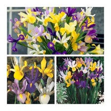 Mixed Dutch Iris Flower Bulbs