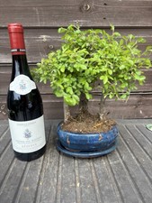 Bonsai Tree's Chinese Elm