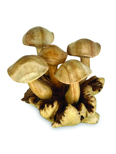 Wavy cap mushrooms - mushrooms, set