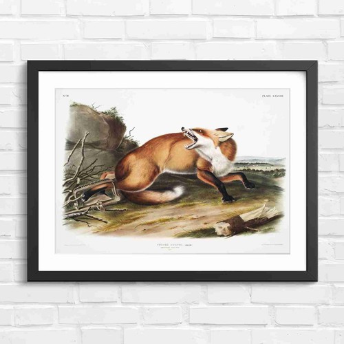 Vintage red fox caught - fox,