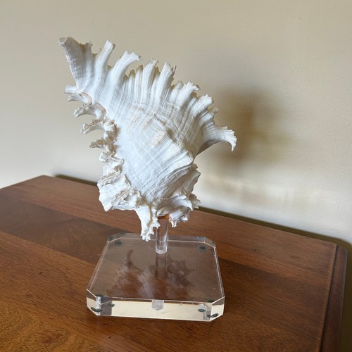 Branched murex seashell - murex,