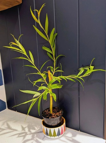 Year willow bonsai tree - tree, |