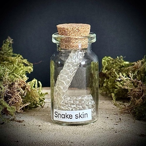 Snake skin curio jar - snake,