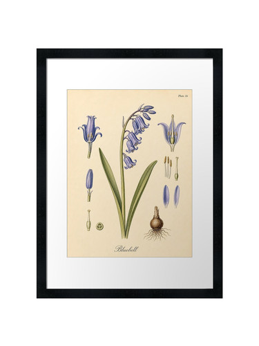 Bluebell flower botanical - bluebell,