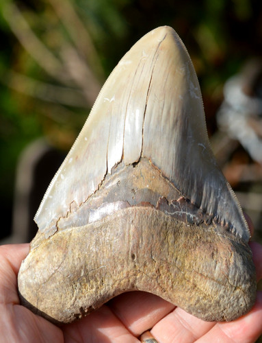 R14 stunning natural big - , stunning,