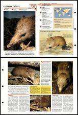 Common Tenrec #336 Mammals Wildlife Fact File Fold-Out Card