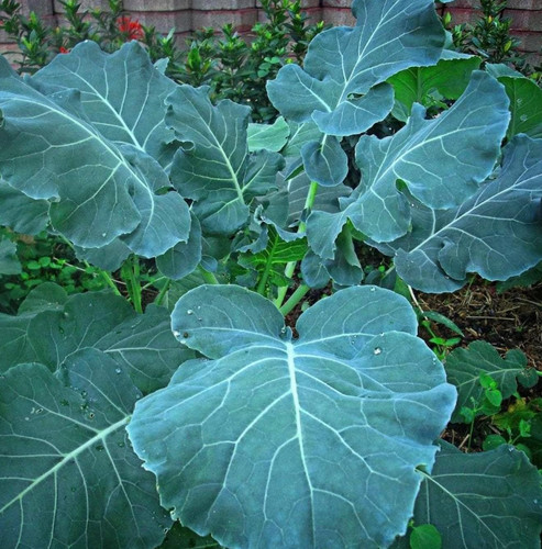Georgia southern collard - georgia,