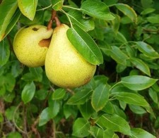 Scions williams pear - scions,
