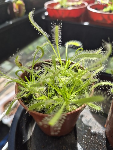 Pot full seedlings cape - pot,