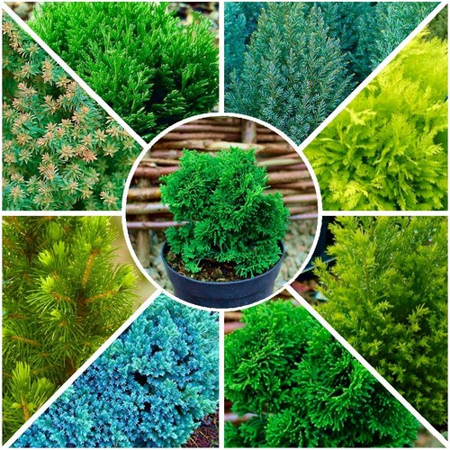 9cm pots dwarf conifer - 8x,