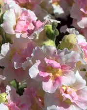 ANTIRRHINUM 100 SEEDS “Twinny APPLEBLOSSOM F1” WHITE TALL SNAPDRAGON GIANT MAJUS