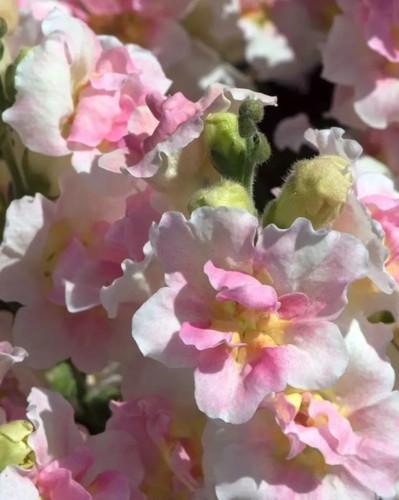 Antirrhinum 100 seeds - 100,