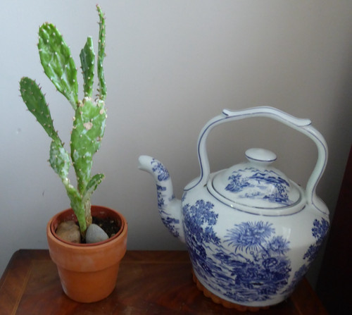 Cactus - (opuntia, )